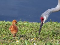 A1G6149c2  Sandhill Crane (Antigone canadensis) - pair with 4-day-old colts